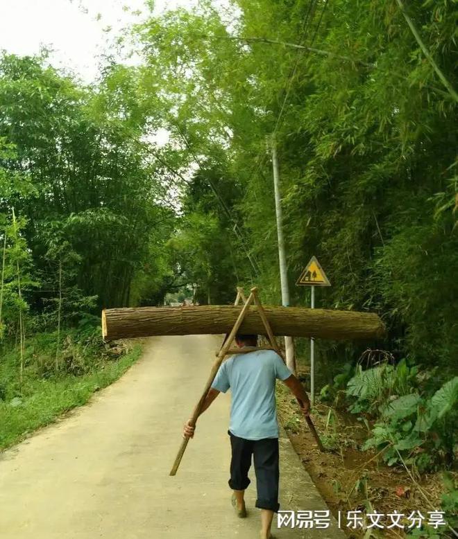 半岛官网：揭秘世界上最轻的木头 砍下来就能扛着跑 还有意想不到的用途!(图3)